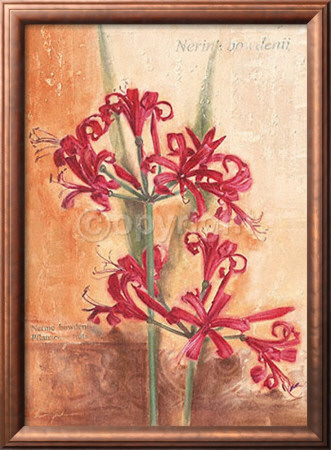 Gracile Nerines by Anna Gardner Pricing Limited Edition Print image