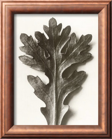 Chrysanthemum Segetum, Feverfew by Karl Blossfeldt Pricing Limited Edition Print image