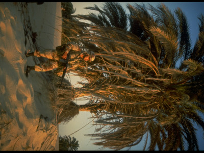Paratrooper In Shade Of Desert Palm Tree, With M-16 Rifle, In Desert Shield Gulf Crisis Operation by Michael Edrington Pricing Limited Edition Print image