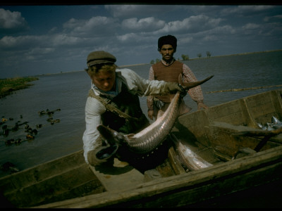 Fisherman Hefting Osetra Sturgeon Caught Sweep Netting Into Boat In Volga River Delta, Russia by Carl Mydans Pricing Limited Edition Print image