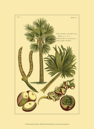 Printed Exotic Palm I by Pierre-Joseph Buchoz Pricing Limited Edition Print image