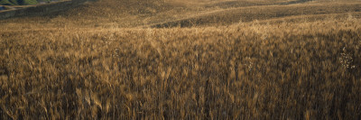 Wheat Crop Growing In A Field by Hans Wretling Pricing Limited Edition Print image