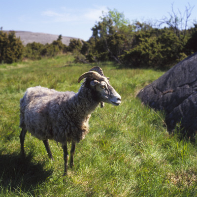 Sheep Standing On Grass by Bjorn Alander Pricing Limited Edition Print image
