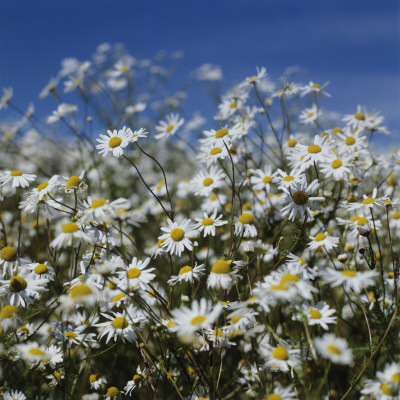 Mayweed by Mikael Andersson Pricing Limited Edition Print image