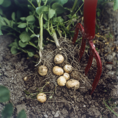A Hayfork And Some Potatoes In A Potato Field by Niclas Albinsson Pricing Limited Edition Print image