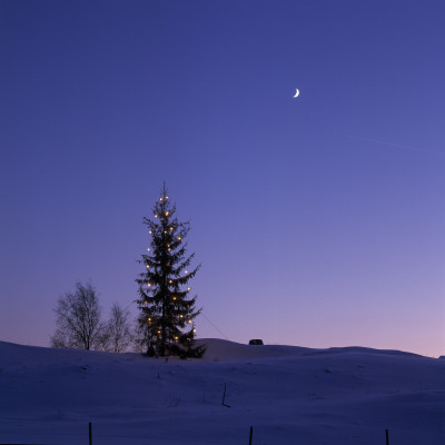 Christmas Tree At Night, Ostra Eggvena, Gotland, Sweden by Ove Eriksson Pricing Limited Edition Print image