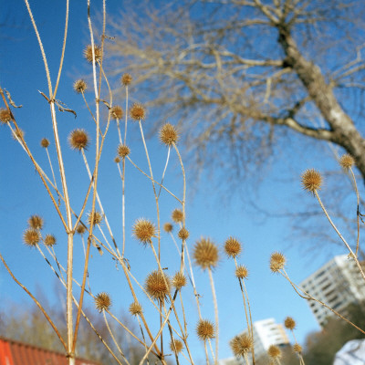 Low Angle View Of Dry Flowers by Tina Miguel Pricing Limited Edition Print image