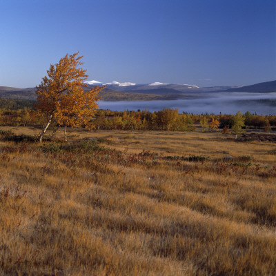 Tree On A Landscape by Lars Dahlstrom Pricing Limited Edition Print image