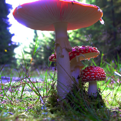 Toadstool Trio by Gerlinde Hofmann Pricing Limited Edition Print image