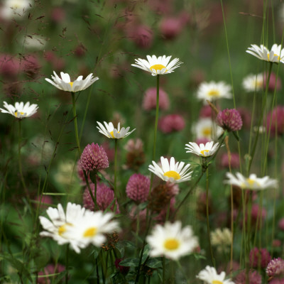 Oxeye Daisies by Lars Dahlstrom Pricing Limited Edition Print image