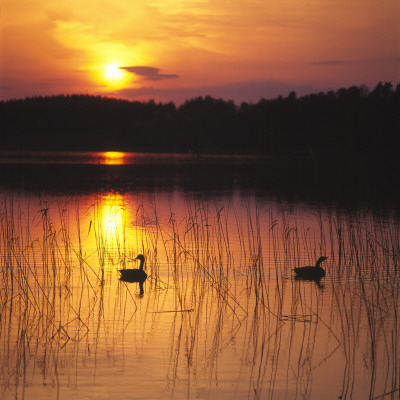 Two Birds On A Lake At Sunset by Jorgen Larsson Pricing Limited Edition Print image