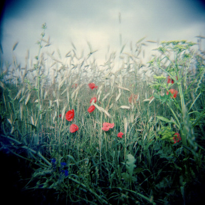 Flowers In A Corn Field, Denmark by Liv Carle Mortensen Pricing Limited Edition Print image