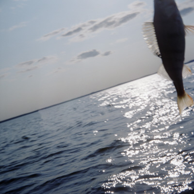 Caught Fish, Sweden by Mikael Andersson Pricing Limited Edition Print image