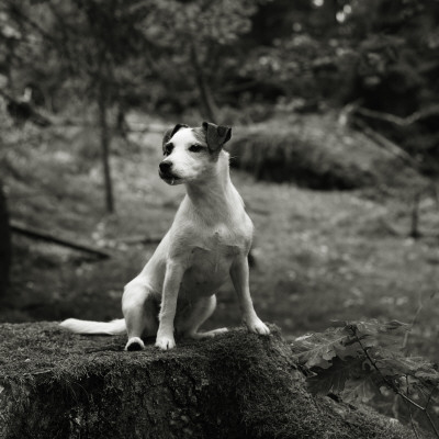 A Dog In A Forest by Niclas Albinsson Pricing Limited Edition Print image