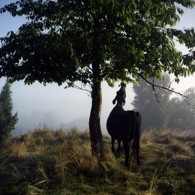 A Cow Reaching Up To Leaves On A Tree by Mikael Andersson Pricing Limited Edition Print image