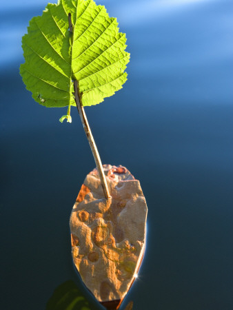 A Small Boat Made Of Tree Bark And A Leaf by Anders Ekholm Pricing Limited Edition Print image