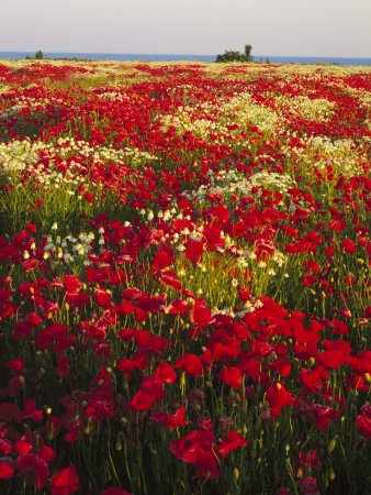 A Field Of Poppies In Gotland, Sweden by Anders Ekholm Pricing Limited Edition Print image