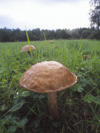 Close-Up Of A Mushroom In A Field by Bjorn Alander Pricing Limited Edition Print image