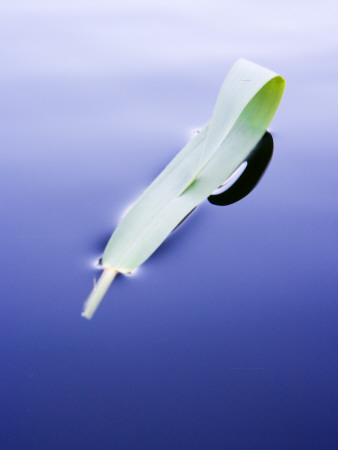 A Blade Of Grass Floating In Water by Anders Ekholm Pricing Limited Edition Print image