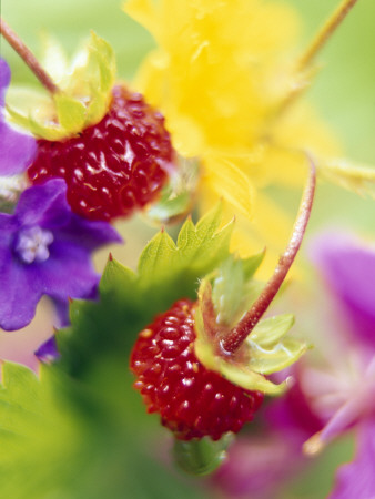 Close-Up Of Two Wild Strawberries by Anders Ekholm Pricing Limited Edition Print image