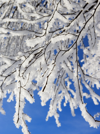 A Frozen Birch Tree, Sweden by Anders Ekholm Pricing Limited Edition Print image