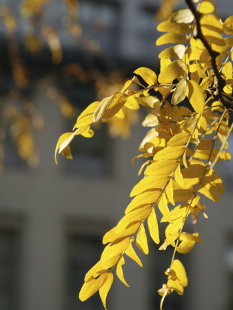 Yellow Leaves by Ben Greer Pricing Limited Edition Print image