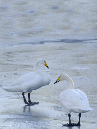 Two Whooper Swans (Cygnus Cygnus), Vingaker, Sodermanland, Sweden by Berndt-Joel Gunnarsson Pricing Limited Edition Print image
