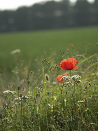 Wild Poppies by Andrew Clark Pricing Limited Edition Print image