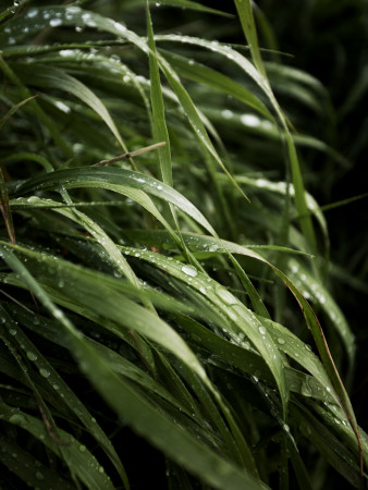 Blades Of Grass With Dew On Them, Iceland by Atli Mar Hafsteinsson Pricing Limited Edition Print image