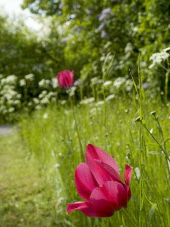 Pink Tulip In A Garden, Waldemarsudde, Stockholm, Sweden by Anna G Tufvesson Pricing Limited Edition Print image