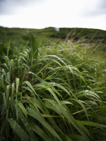 Grass Wet With Dew, Iceland by Atli Mar Hafsteinsson Pricing Limited Edition Print image