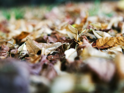 Autumn Leaves On The Ground, Iceland by Gunnar Svanberg Skulasson Pricing Limited Edition Print image