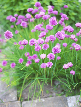 Close-Up Of Wildflowers by Helen Pe Pricing Limited Edition Print image