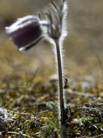 Close-Up Of Ants Climbing A Stem Of A Flower by Helena Bergengren Pricing Limited Edition Print image