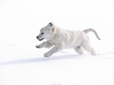 A White Puppy Running In The Snow by Jorgen Larsson Pricing Limited Edition Print image