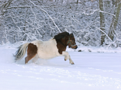Icelandic Horse Running In Snow by Jorgen Larsson Pricing Limited Edition Print image
