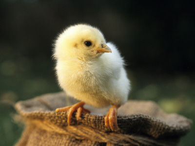 A Cute Little Chick by Jorgen Larsson Pricing Limited Edition Print image