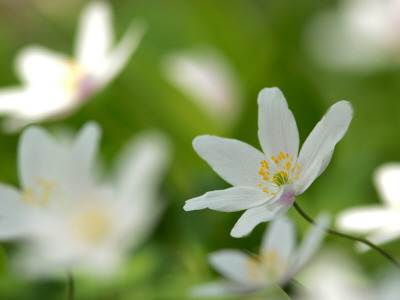 Close-Up Of Flowers by Jorgen Larsson Pricing Limited Edition Print image