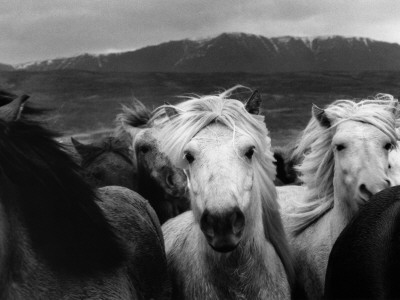Running Horses, Iceland by Kent Klich Pricing Limited Edition Print image
