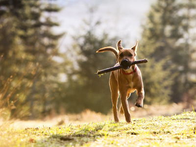 Dog With Stick by Jeremy Maude Pricing Limited Edition Print image