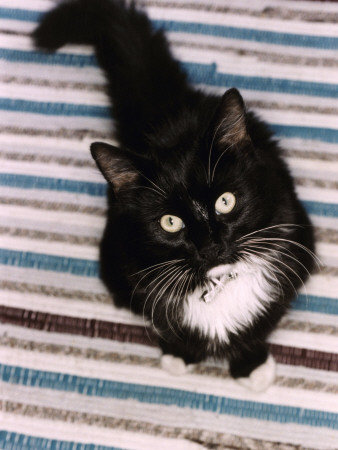 A Cat Sitting On A Mat And Looking Up At The Camera by Jerker Andersson Pricing Limited Edition Print image