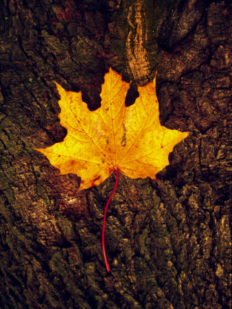 An Oak Leaf In Autumn by Konny Domnauer Pricing Limited Edition Print image