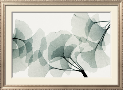 Ginkgo Dance by Steven N. Meyers Pricing Limited Edition Print image