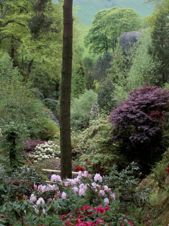 Dunge Valley Hidden Gardens, Cheshire - Through Rhododendrons From Top Of Garden To Countryside by Clive Nichols Pricing Limited Edition Print image