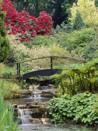 Arched Bridge Over Stream, Gunnera Tinctoria, Alchemilla Mollis, Rhododendrons, Little Coopers by Clive Nichols Pricing Limited Edition Print image