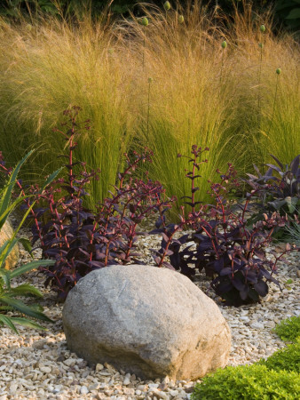 Gravel Border With A Rock, Stipa Tenuissima, Salvia And Sedums, Designer: Clare Matthews by Clive Nichols Pricing Limited Edition Print image