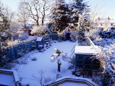 Trachycarpus Fortunei, Gazebo, Blue Decorative Fencing, Greenhouse And Seat In The Snow by Clive Nichols Pricing Limited Edition Print image