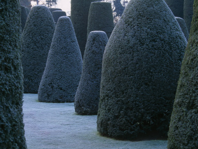 Packwood House, Warwickshire, In Winter - Frost On Clipped Yew In The Topiary Garden by Clive Nichols Pricing Limited Edition Print image