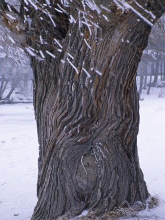Yelagin Island, St Petersburg, Russia, Tree In Snow by Clive Nichols Pricing Limited Edition Print image
