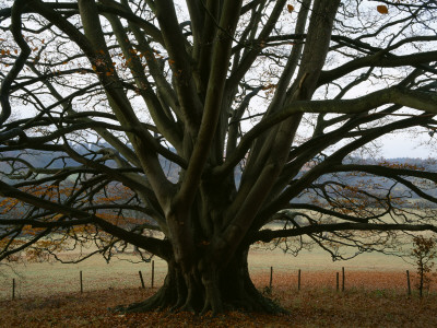 Arley Arboretum, Worcestershire - Trunk And Leaves Of A Beech Tree In Autumn by Clive Nichols Pricing Limited Edition Print image